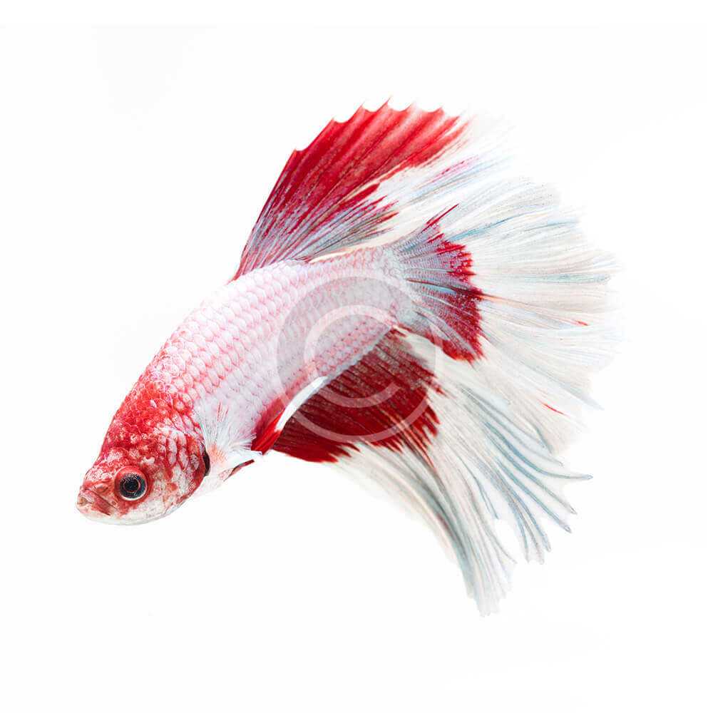 Siamese Fighting Fish, White